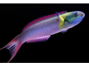 Thalassoma amblycephalum