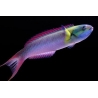 Thalassoma amblycephalum