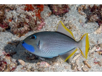 Xanthichthys auromarginatus male