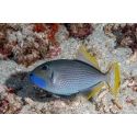 Xanthichthys auromarginatus male
