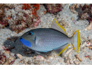 Xanthichthys auromarginatus male