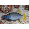 Xanthichthys auromarginatus male