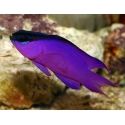 Gramma melacara