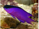 Gramma melacara