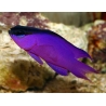 Gramma melacara