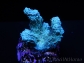 Hydnophora rigida Bleu