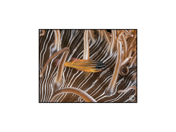 Apogon cyanosoma