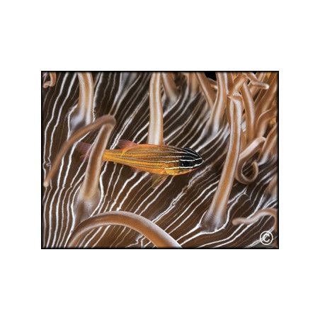 Apogon cyanosoma