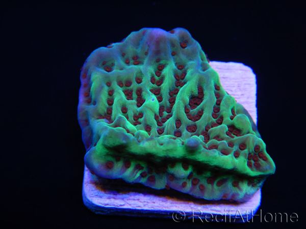 Montipora danae Jedi mind