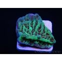 Montipora danae Jedi mind