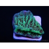 Montipora danae Jedi mind