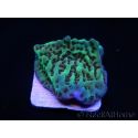 Montipora danae Jedi mind