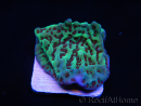Montipora danae Jedi mind