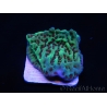 Montipora danae Jedi mind