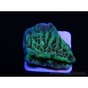 Montipora danae Jedi mind