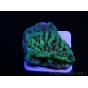 Montipora danae Jedi mind