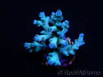 Blue Icefire Acropora echinata