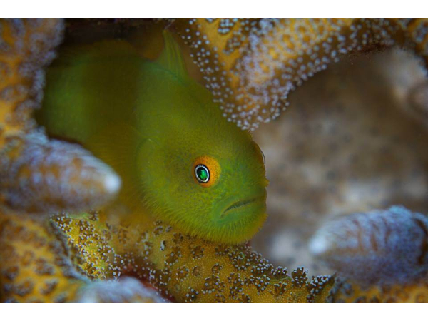 Paragobiodon xanthosoma