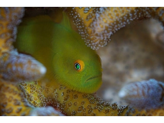 Paragobiodon xanthosoma