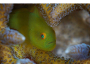 Paragobiodon xanthosoma