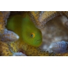 Paragobiodon xanthosoma