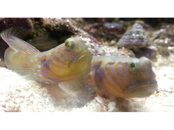 Cryptocentrus cyanotaenia