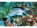 Genicanthus lamarck