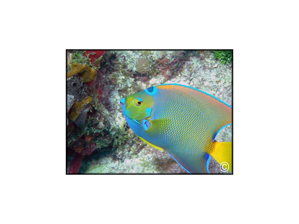 Holacanthus ciliaris  