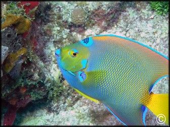 Holacanthus ciliaris  