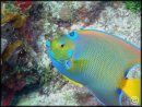 Holacanthus ciliaris  