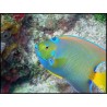 Holacanthus ciliaris  