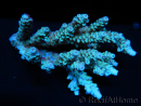 WYSIWYG Acropora SP Bleu Large