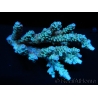 WYSIWYG Acropora SP Bleu Large