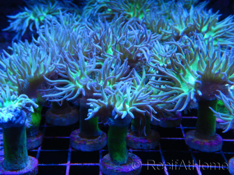 Duncanopsamia Australie vert fluo S