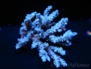 WYSIWYG Acropora SP Bleu Large