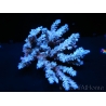 WYSIWYG Acropora SP Bleu Large