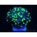 Euphyllia Paraancora bicolor s