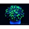 Euphyllia Paraancora bicolor s
