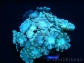 Alveopora sp Bleu S