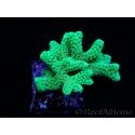 Seriatopora caliendrum vert métal S