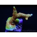 Montipora Fireforest rouge squelette vert métal Taille S