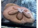 Clypeaster australasiae 