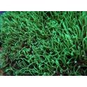 Pachyclavularia viridis pointes vertes S