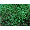 Pachyclavularia viridis pointes vertes S
