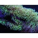 Pachyclavularia viridis Longs polypes