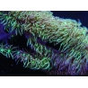 Pachyclavularia viridis Longs polypes