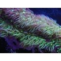 Pachyclavularia viridis Longs polypes