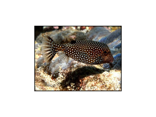 Ostracion meleagris