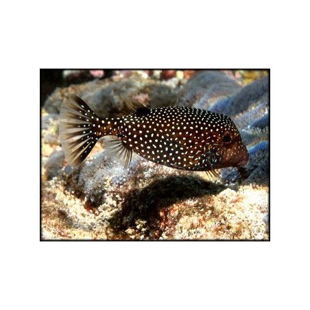 Ostracion meleagris