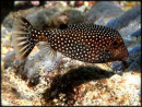 Ostracion meleagris